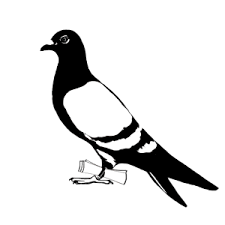 Cartoon Bird With Hair On Head Carrier Pigeon Illustration Cartoon Birds Bird Drawings Pet Pigeon