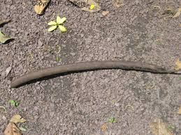 Image result for Cassia agnes