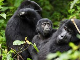 Image result for Lovoa swynnertonii