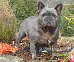 A blue french bulldog is relatively smaller in size and does not have the temperament of a typical bulldog. Shrinkabull S Bon Bon Blue Female French Bulldog
