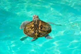 Kemp S Ridley Sea Turtle Lepidochelys Kempii Video All Turtles