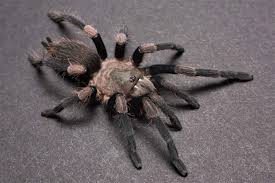 Image result for Haplocoelum