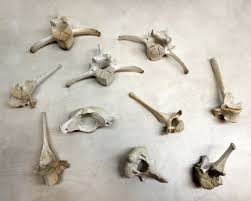 Pin By Kammi Cas On Dead Stuff I Want Animal Bones Bone Crafts Animal Illustration