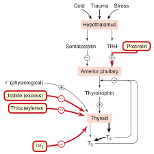 Http Ksumsc Com Download Center Archive 2nd 435 3 Endocrine 20block Teams Pharmacology 1 2c2 20 Ef Bf Bcdrugs 20used 20in 20hyper 20 26 20hypo Thyrodism 20 28final 29 Pdf