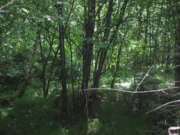 Das museum, das sich verschiedenen themen aus den. Aktuelles Bund Naturschutz In Bayern E V