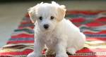 Bichon Frise Puppies For Sale | Greenfield Puppies