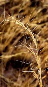 Image result for Aristida bipartita