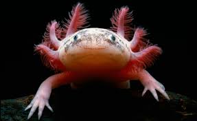 Contact your local pet station for additional 3 new stores in northern nevada to meet your pet's needs! Is An Axolotl The Right Pet For You Big Al S Blog