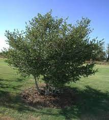 Pin By Heather Moll Dunn Landscape De On Plant Palette And Cultivar Selection Native Plants Plants Holly Tree