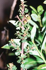 Image result for Scutia