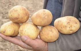 Î‘Ï€Î¿Ï„Î­Î»ÎµÏƒÎ¼Î± ÎµÎ¹ÎºÏŒÎ½Î±Ï‚ Î³Î¹Î± Ï€Î±Ï„Î¬Ï„ÎµÏ‚ Luciaâ€™s Farm