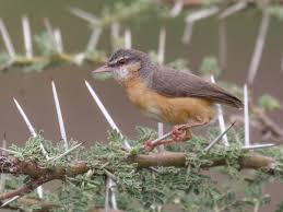 Image result for Brachyachne simonsii