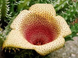 Image result for Usteria