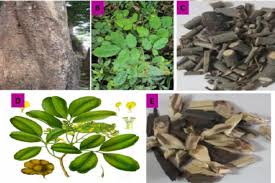 Image result for Pterocarpus