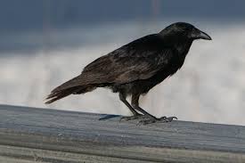 We have a bird bath, they hardly pay any attention to it. Why So Many Crows All Of A Sudden And What To Do About It My Backyard Life