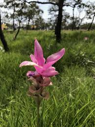 Temulawak merupakan tanaman obat asli khas negara indonesia, khususnya di pulau jawa. Gambar Tanaman Berbunga Menanam Siam Tulip Berwarna Merah Muda Tanaman Terestrial Daun Bunga Botani Musim Semi Zedoary Bunga Liar Temulawak Keluarga Jahe Zingiberales Padang Rumput Tumbuhan Perdu Tanaman Abadi Bunga Iris