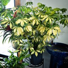 Image result for Schefflera
