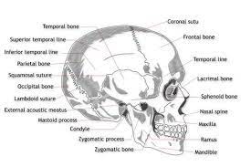Labelled Side View Of The Human Skull Human Skull Anatomy Medical Anatomy