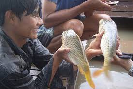 Nuôi cá trong mương vườn: Mô hình cần nhân rộng