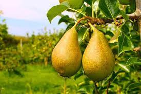 Fertilizer will darken the foliage over time and help to stimulate good fruit production. How To Grow Fruiting Pear Trees Gardener S Path