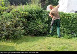 Die spitzen, die seit dem letzten rückschnitt an ihrer ligusterhecke gewachsen sind, dürfen sie also abschneiden und auch gegen den pflegeschnitt ihrer obstgehölze hat der gesetzgeber nichts. Ligusterhecke Schneiden Stockfoto 7484097 Bildagentur Panthermedia