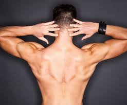 The trapezius, commonly referred to as the traps, are responsible for pulling your shoulders up, as in shrugging, and pulling your shoulders back during scapular retraction. Put Your Back Into Workout Trapezius Muscles