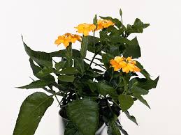 Image result for Crossandra mucronata