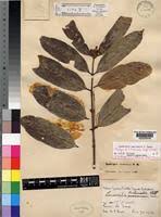 Image result for Landolphia owariensis