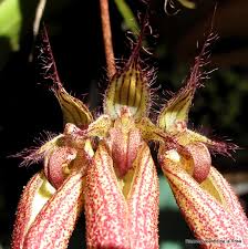 Image result for Bulbophyllum vulcanicum