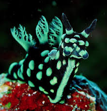 Maybe you would like to learn more about one of these? Sea Slug Sea Slug Beautiful Sea Creatures Ocean Creatures