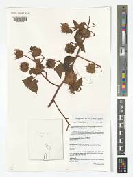 Image result for Gossypioides kirkii