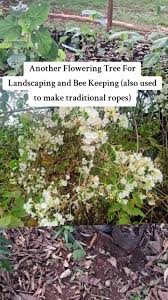 Image result for Dombeya torrida