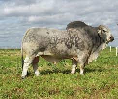 Manuel Amparan Jdh Sir Alamo Manso 126 7 Cambiando De Pelo Bull Cow Farm Animals Pet Birds