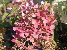 Die blüten waren riesig und haben die farbe mehrmals gewechselt, so dass es eine freude war, die pflanze über den sommer/herbst hinweg zu beobachten. Rispenhortensie Mega Mindy Ilvomindy Hydrangea Paniculata Mega Mindy Ilvomindy Hortensien Rispenhortensie Hydrangea Paniculata Und Baumschule Horstmann