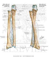 Welcome To Netter Images Anatomy Bones Forearm Anatomy Skeleton Anatomy