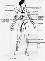 Anatomie Du Corps Humain Les Principales Veines Systematiques La Pression Sanguine La Regulation Du Flux Nursing Students Anatomy And Physiology Human Body