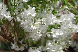 Image result for Indigofera kirkii