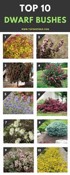 Top 10 Dwarf Flowering Bushes Flowering Bushes Evergreen Landscape Landscaping Shrubs