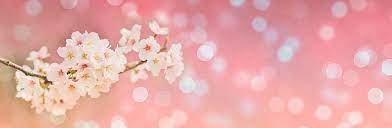 Cherry blossom in park, a romantic walkway with cherry blossom in japan. Hd Wallpaper Cherry Blossoms Spring Bokeh Banner Header Landscape Pink Wallpaper Flare