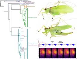 Image result for Sericanthe sp. A (Nyanga taxon)
