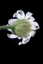 Image result for Felicia clavipilosa