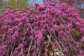 There are two species of trees commonly called redbud trees: 12 Different Types Of Redbud Trees Home Stratosphere
