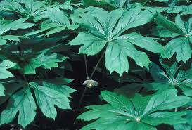 Image result for Macledium plantaginifolium