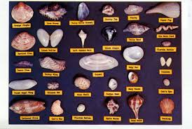 printable shell identification florida related keywords