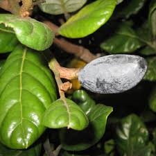 Image result for Beilschmiedia