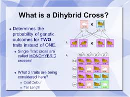 Our objective is to understand the principles that govern. Two Trait Crosses The Dihybrid Cross Ppt Video Online Download