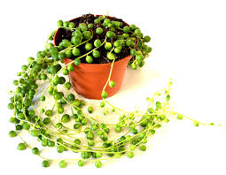 The string of bananas (senecio radicans) is actually a close relative of the popular string of pearls succulent but is known for being faster growing and easier to care for.for anyone who has unsuccessfully tried to keep a string of pearls alive, the string of bananas may be the succulent for you. Care For String Of Pearls How To Grow A String Of Pearls Houseplant