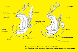 Incision And Drainage Of Abscesses | Procedures | 5Minuteconsult