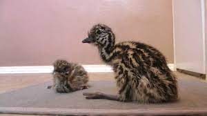 Baby emu strikes up unlikely friendship with baby goats. Funny Video Newborn Emu Chicks Learn How To Walk Sooooo Cute Youtube