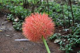Image result for Ixora mildbraedii